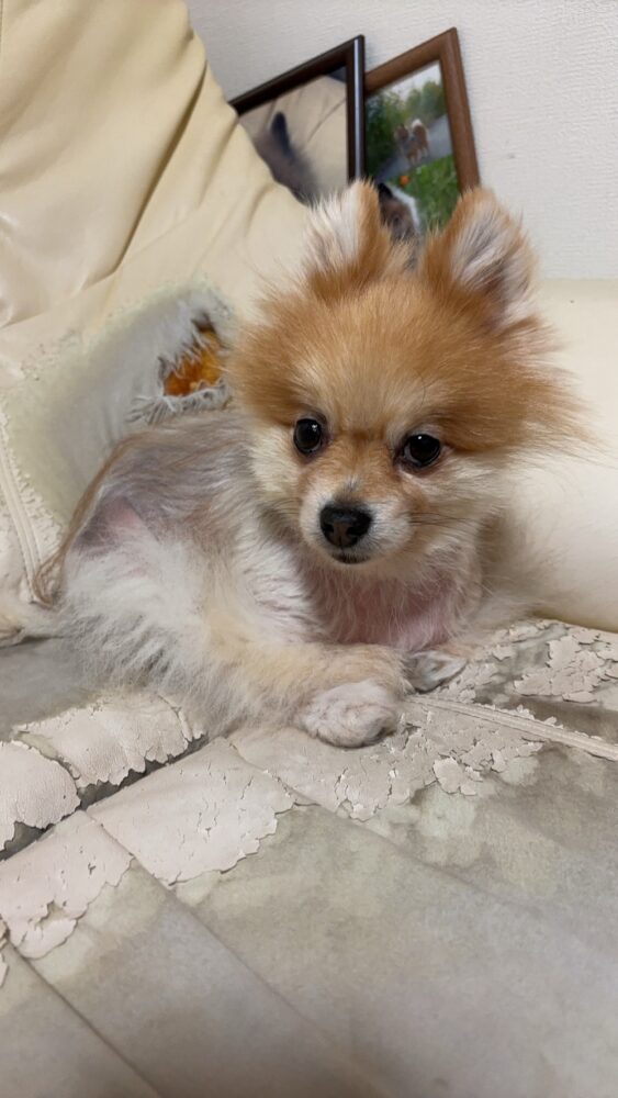 我が家のソファ