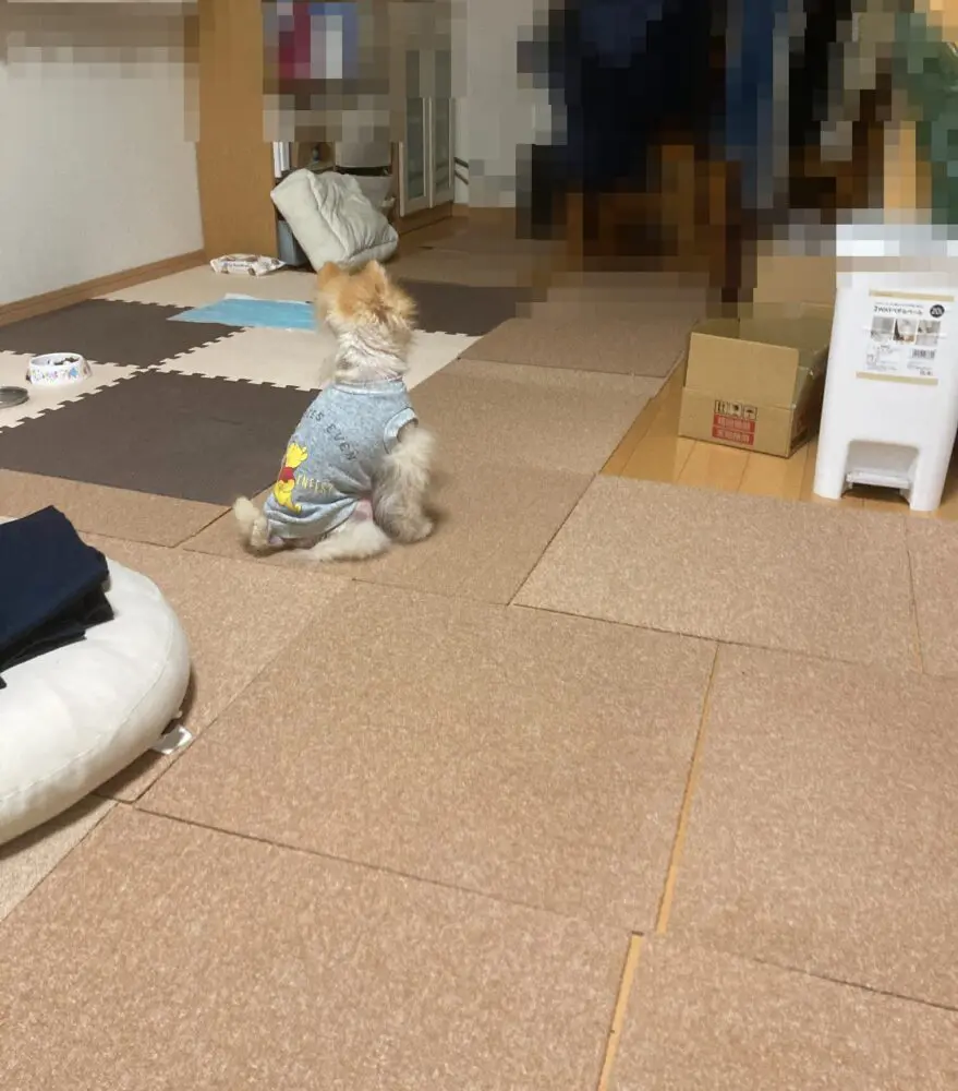 我が家のカーペット